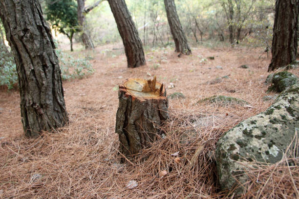 How Our Tree Care Process Works  in  Mariposa, CA