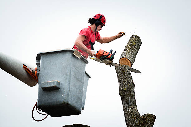 Best Tree Maintenance Programs  in Mariposa, CA