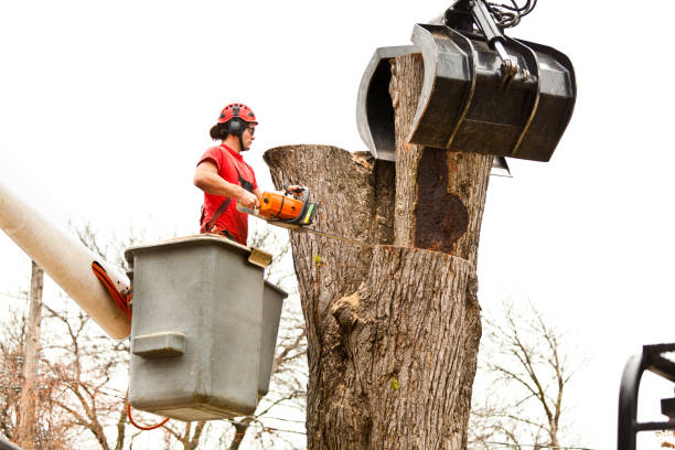 Best Tree Preservation Services  in Mariposa, CA